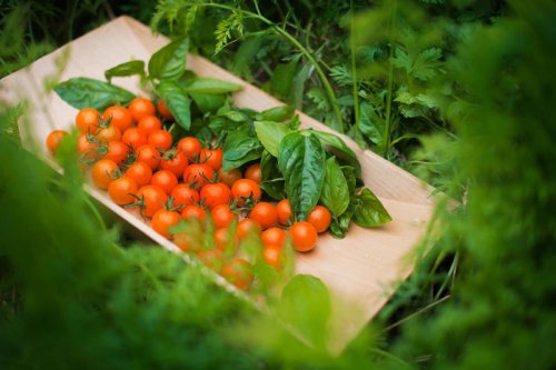 , 3) Mint, 4) Carrots, 5) Sage, 6) Asparagus, 8) Calendula, 10) Crimson Clover, 13) Chives, 14) Parsley, Gardeners say planting this herb near tomatoes helps them thrive