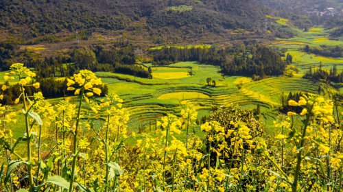 Top 13+ mesmerizing places to see flowers in bloom around the world (no matter the season)