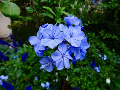 この記事で紹介する「初夏に美しい花を咲かせる品の良い低木」3種, 初夏に美しい花が咲く《麗しの低木3選》, 涼しげなブルー系の花が初夏の風に揺れる「ルリマツリ（プルンバゴ）」, 移ろう花色と極上の香りで出迎える「ニオイバンマツリ」, 釣り鐘型の花姿で視線を惹きつける「フクシア」, まとめ, 【ガーデニング豆知識】日なた、日陰、半日陰、明るい日陰とは？, 【玄関先にひと鉢】初夏に美しい花が咲く《麗しの低木3選》よい香りと色の移り変わりを楽しめる花木、優雅な釣り鐘型の花が美しい花木など