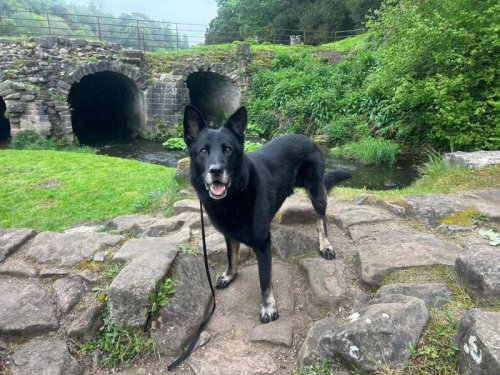 Police dog was enjoying his retirement &mdash; until he spotted a baby in trouble