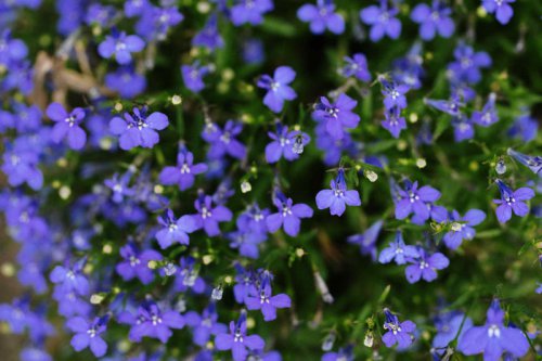 Sweet Alyssum, Larkspur, Impatiens, Coleus, Begonias, Caladium, Wishbone Flower, Fuchsia, Trailing Lobelia, Top 9+ annual plants that actually prefer shade