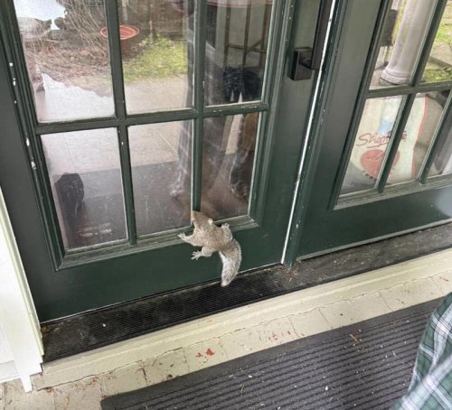 'Desperate orphan' scratches at door for days, looking for help