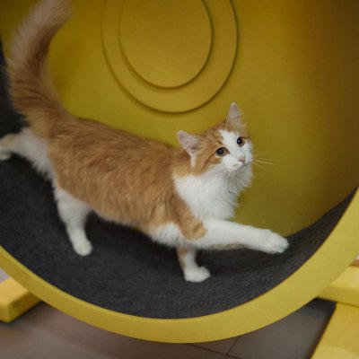猫の『ガン発症リスク』を高める原因5つ, 1.受動喫煙（タバコの煙）, 2.肥満や運動不足, 3.紫外線の浴びすぎ, 4.化学物質への慢性的な接触, 5.ウイルス感染（FeLV・FIVなど）, 日常で見直したい生活習慣と予防のポイント, 1.室内環境を清潔で安全に保つ, 2.定期的な健康チェックを習慣にする, 3.適切な食事と体重管理を意識する, まとめ, 猫の『ガン発症リスク』を高める原因5つ 悪影響を及ぼす理由や見直すべき習慣