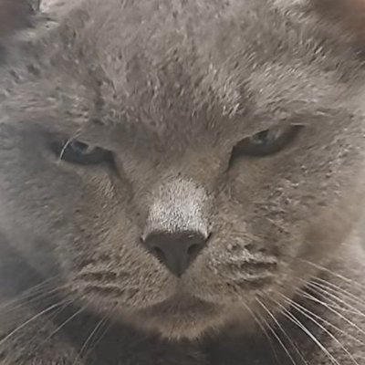 年を取って『狂暴な猫』が落ち着いたかと思ったら&hellip;パパがツンツンしてみると&rarr;笑ってしまう展開に「元気でええなｗ」「期待を裏切らない」の声