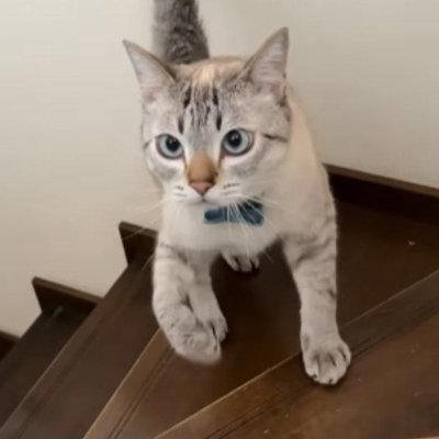 2匹の猫が『階段の上り下り』をすると&hellip;『個性あふれる様子』が可愛すぎると123万再生「左右に揺れるお腹ｗ」「ウサギ跳び凄いｗ」と話題