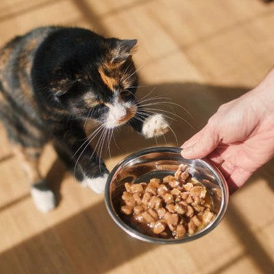 猫の寿命を短くする「ご飯の与え方」4選, 1.人間の食べ物をお裾分けする, 2.置き餌（出しっぱなし）にしている, 3.目分量で適当に量る, 4.多すぎるおやつの習慣, その食事、病気に繋がっているかも？, 愛猫を守る！今日から始める「正しい食事」のポイント, 「総合栄養食」と書かれたフードを主役にする, パッケージの給餌量を参考に、キッチンスケールで正確に量る, 新鮮な水がいつでも飲める環境作り, ウェットフードを活用して水分摂取量を増やす工夫, まとめ, 猫の寿命を短くする「ご飯の与え方」4選 危険な健康トラブルの可能性や正しい食事の方法