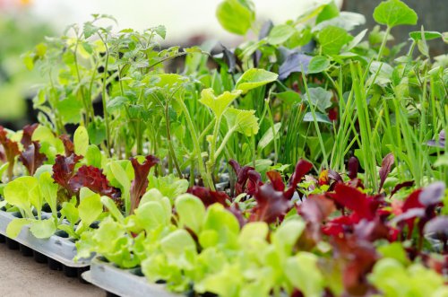 Quick-Growing Seedlings, Pre-Potted Planters, Flimsy Plastic Pots, Oversized Plants, Gimmicky Garden Tools, Small Bags of Compost, Specialty Soil Mixes, Top 7+ things I always skip at garden centers&mdash;and what I buy instead
