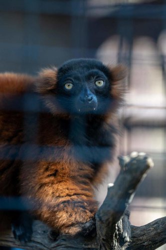 Lemurs and tenrecs and tortoises, oh my! SLO County zoo opens Madagascar exhibit