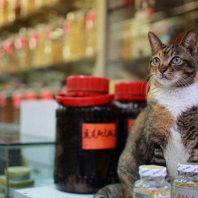 薬局の「看板猫」が行方不明に! 翌朝になって無事発見される&rarr;警察が宿泊施設にいた女性を事情聴取 香港