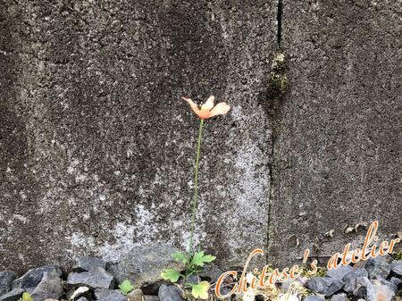 ■注意点, ■早めに抜きました, ■手袋の上の種です, ■マクロレンズで撮影しました, ■種と爪楊枝の比較, ■種を払った後の軍手です, ■ コツ・ポイント, 【調べてみた】突然庭に咲いたナガミヒナゲシ、強い繁殖力って言われているけど小さいとどうなの?