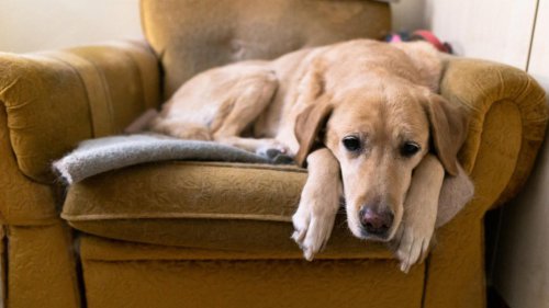 What loneliness looks like in dogs, according to a canine specialist