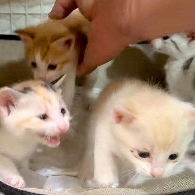 好奇心旺盛な４匹の子猫&rarr;ペットシーツを直そうと、ケージの扉を開けた瞬間&hellip;『コントのような光景』が話題「エンドレスかと」「無限ループｗ」