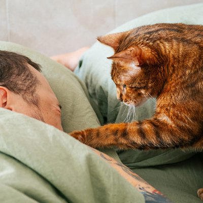 猫が人を「大きな猫」と思っていそうな行動4選, 1.挨拶の頭突きやスリスリ, 2.しっぽをピンと立てて近づいてくる, 3.獲物を持ってくる, 4.おしりを顔に向けてくる, 猫が飼い主を大きな猫として接する心理, まとめ, 猫があなたを「大きな猫」だと思っていそうな行動4選 仲間だと認識しているの? 考えられる心理まで