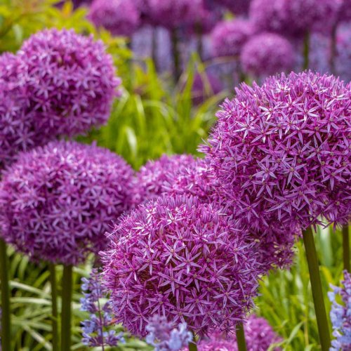 Top 10+ Pretty Purple Flowers That&rsquo;ll Make Your Garden Pop