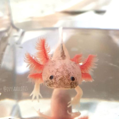 Top 20+ strange animal facts for curious minds