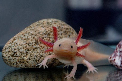 These Are the 17 Most Exotic Pets Money Can Buy