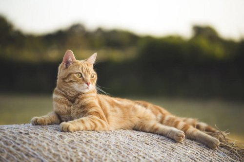 These Are the Most Popular Orange Cat Breeds