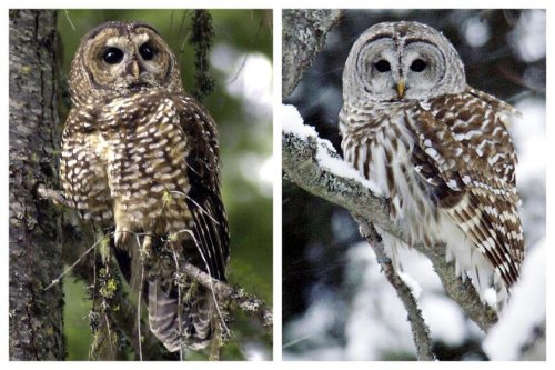 A plan to shoot 450,000 owls &mdash; to save a different owl &mdash; could be in jeopardy