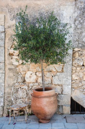 13) Plant: Olive Tree, 19) Plant: Impatiens, 25) Idea: Recycled Rain Boot Planters, 27) Idea: Tiny Teapot Planter, 29) Plant: Petunias, 30) Idea: Spiller, Thriller, Filler, 31) Plant: Sweet Alyssum, 33) Plant: Canna Lily, 36) Plant: Calibrachoa, 38) Idea: Cactus and Succulent Garden, 39) Idea: Multiple Pots in the Same Color, 40) Idea: Ladder Container Garden, 42) Idea: Terra Cotta Edible Garden, 45) Plant: Sweet Potato Vine, 47) Idea: Lush Hanging Baskets, 49) Plant: Chili Pepper, 50) Plant: Euphorbia, 51) Idea: Bicycle Planter, 52) Plant: Angelonia, 53) Idea: Stacked Boxes, 54) Plant: Coleus, 55) Plant: Nemesia, Top 55+ Container Gardening Ideas to Inspire, from Easy to Amazing