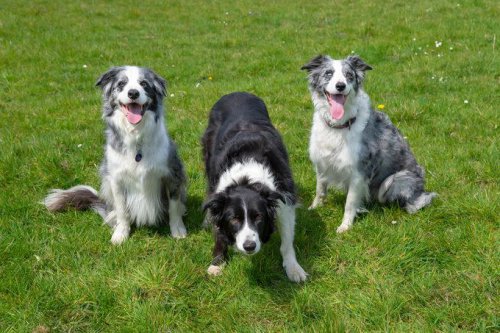 Top 18+ Smartest Dog Breeds, Ranked for Intelligence
