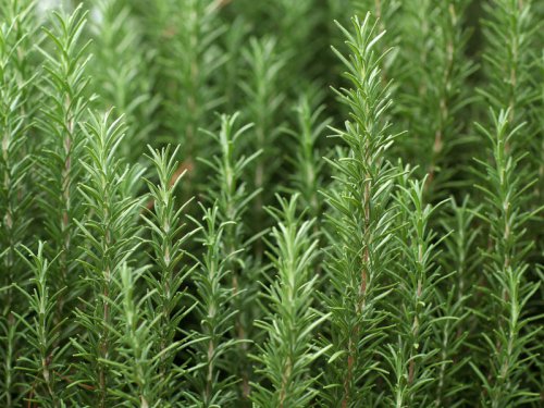 The herb linked to better memory, lower anxiety and Alzheimer&rsquo;s protection