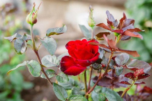 How to Prune Roses So They Keep Growing Beautifully