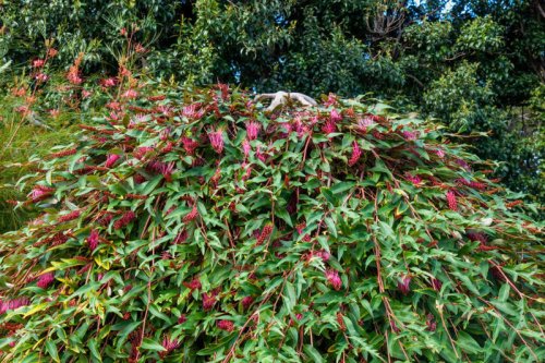 Skip mowing: here&rsquo;s how to plant a native lawn that&rsquo;s way better than normal turf