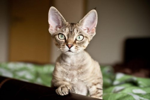 Top 19+ Cutest Cat Breeds You&rsquo;ll Want to Adopt