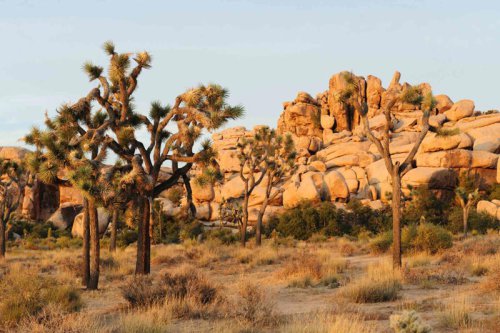 This National Park Is Known for Its Namesake Trees &mdash; Plus Otherworldly Desert Landscapes and Incredible Stargazing