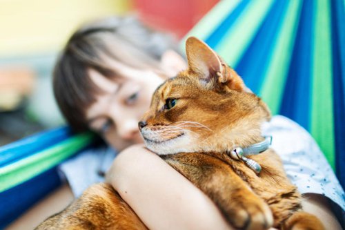 Top 12+ Kid-Friendly Cat Breeds That Make a Purr-fect Family Addition