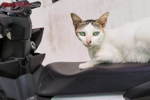 Kenapa Jok Motor Sebaiknya Jangan Terlalu Empuk? Ahli Safety Honda Jateng Kasih Penjelasan