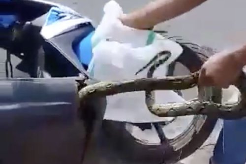 ular, mesin mobil, Ular Masuk Bodi Motor, ular masuk kap mesin mobil, Bukan Karena Nyasar, Ini Alasan Ular Doyan Ngumpet di Bodi Motor
