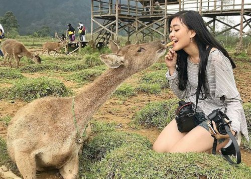 Selain Berkemah, Apa Aja Sih Yang Menarik di Ranca Upas? Lihat 10 Potret Ini