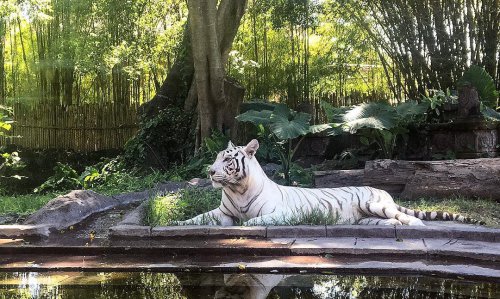 Mengenal Obyek, Keunikan Lokasi, Rute Menuju Lokasi, Menikmati Safari Journey, Bermain Air, Bermain di Area Fun Zone, Tsavo Lion Restaurant, Berkeliling Dengan Gajah, Berbagai Pertunjukkan, Fasilitas Yang Ada, Tips Liburan, Bali Safari &amp; Marine Park BSMP Gianyar