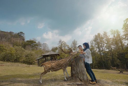 Sekilas Sejarah , Lokasi Dimana, Keunikan Keindahan , Harga Tiket Masuk, Fasilitas , Tips Berkunjung , Rute Akses Ke Penangkaran Rusa Cariu Bogor Naik Motor, Bisakah?