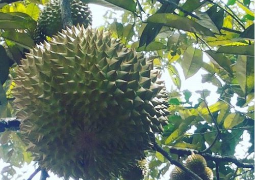 Variatifnya Berbagai Macam Durian di Lokasi Wisata Watu Simbar Semarang