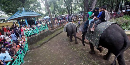 Wisata Keluarga di Kebun Binatang Bandung: 7 Spot dan Rute Nyaman untuk Akhir Pekan
