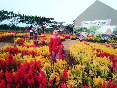 Harga Tiket Masuk, Jalan Menuju Lokasi, Fasilitas, Spot Foto Instagramable, Rencana Pembangunan, Taman Bunga Celosia Kudus, Wisata Idaman Baru Para Milenials Kota Kretek