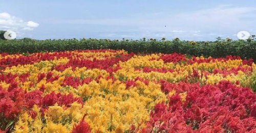 Top 6+ Taman Bunga Celosia di Jogja, Pilihan Tepat Buat Liburan