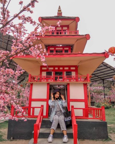 Harga Tiket Masuk, Jalan Menuju Lokasi, Fasilitas, Spot Foto Instagenic, Pesona Taman Sakura, Taman Sakura Blitar, Objek Wisata Anyar Yang Menghipnotis Milenials