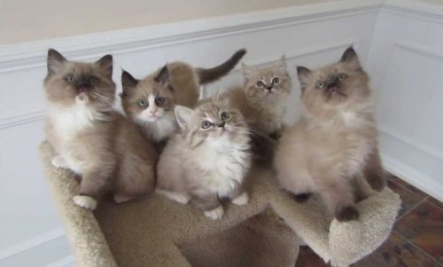 1. Eastjava Cattery, 2. Fety Pradana Cattery, 3. Migi’s Cattery, 4. Lembayung Cattery, 5. Rayya Bengal, 6. Bowo Petshop, 7. Gresik Cat House, 8. Athira Cat House, 9. Denaris Cat House, 10. Jendral Cattery, Berminat Memelihara Kucing Ras? Cathouse di Gresik Ini Adalah Pilihan Terbaik Untuk Dikunjungi