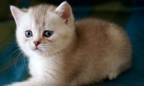 Top 10+ Cathouse Andalan di Balikpapan Untuk Mendapatkan Anak Bulu Berkualitas dan Menggemaskan