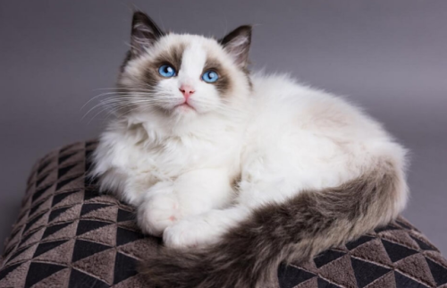 2. Kentano, 3. Albell’s Cat House, 4. Alpha Cat House, 5. Yogha Petshop, 6. Suroboyo Cattery, 7. Mozza Cat House, 8. Bogell Cat’s New, 9. Nitha Cat House, 10. Yannata Cathouse, 11. Kucing Persia Surabaya, Bingung Memilih Kucing Yang Lucu dan Imut? Catshop Favorit di Surabaya Ini Bisa Menjadi Solusi