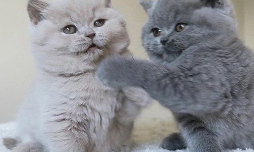 1. Choochoo, 2. Appee Cats House, 3. Persian Cat House, 4. Little Queenara, 5. Monica Cathouse, 6. Naungan Kucing, 7. Oscar Petshop, 8. Cat Store Jambi, 9. Anta Cat, 10. Mumun Cat, Top 10+ Rekomendasi Cathouse di Jambi Untuk Mendapatkan Kucing Ras Maine Coon Atau Bengal Kesayangan