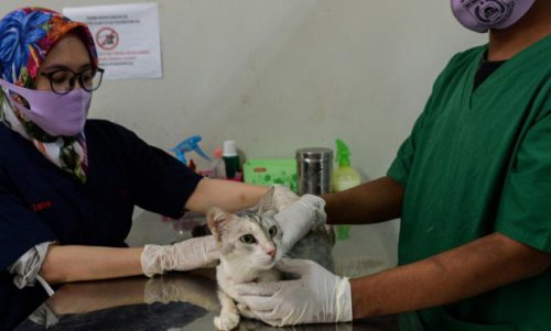 Top 10+ Rekomendasi Dokter Hewan di Solo Yang Masuk Dalam Kategori Terbaik dan Profesional