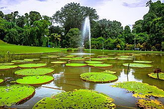 Wisata Malam Keluarga di Suryakencana Bogor: Rute Jalan Santai, Spot Jajan, dan Tips Bawa Anak