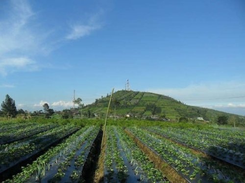 1. Desa Wisata Karangbanjar, 2. Owabong, 3. Puncak Sendaren, 4. Goa Lawa, 5. Curug Silintang dan Silawang, 6. Sungai Watu Wujur, 7. Igir Wringin, 8. Situ Tirta Marta, 9. Agrowisata Lembah Asri Purbalingga, 10. Curug Nini, Top 10+ Tempat Wisata di Purbalingga yang Sangat Istimewa