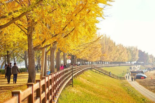1. Jalan Pohon Ginkgo di Kota Asan, 2. Ladang Borinara Hagwon, di Gochang, 3. Pulau Nami, 4. Jirisan di Kota Sancheong, 5. Pink Muhly Field di Gyeongju, 7. Gwanghalluwon di Namwon, 7. Universitas Ewha, Top 7+ Spot Liburan Musim Gugur yang Paling Indah di Korea