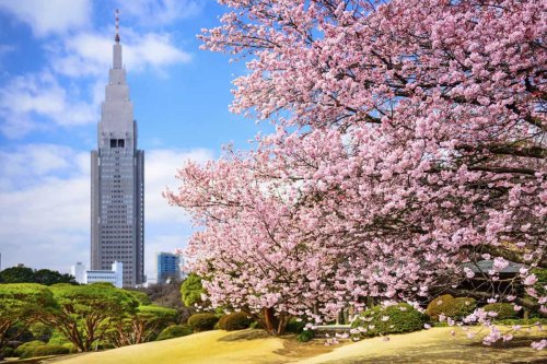 1. Shinjuku Gyoen, Tokyo, 2. Koinobori no Sato Matsuri, Gunma, 3. Mother Farm, Futtsu-shi, Chiba, 4. Kota Tua Takayama, Takayama, Gifu, 5. Kenrokuen, Kanazawa, 6. Taman Tulip Kamiyubetsu, Yubetsu, Hokkaido, Top 6+ Tempat Liburan Musim Semi yang Memukau di Jepang