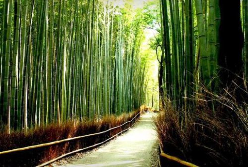 Top 7+ Tempat dengan Pemandangan Alam Terindah di Jepang